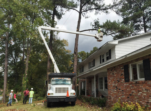 Best Tree Cabling and Bracing  in Hampton, AR