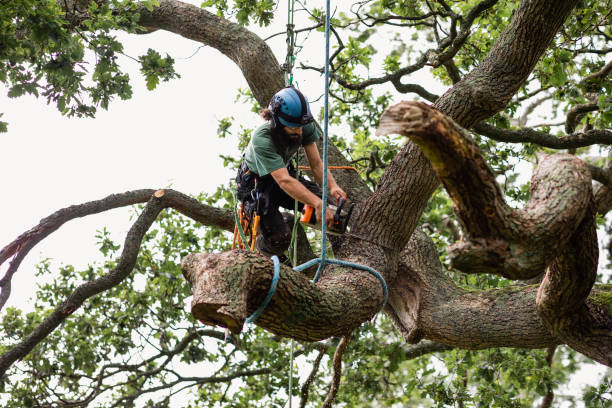 Hampton, AR Tree Care Company