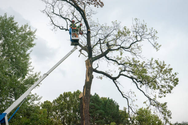 Best Hedge Trimming  in Hampton, AR