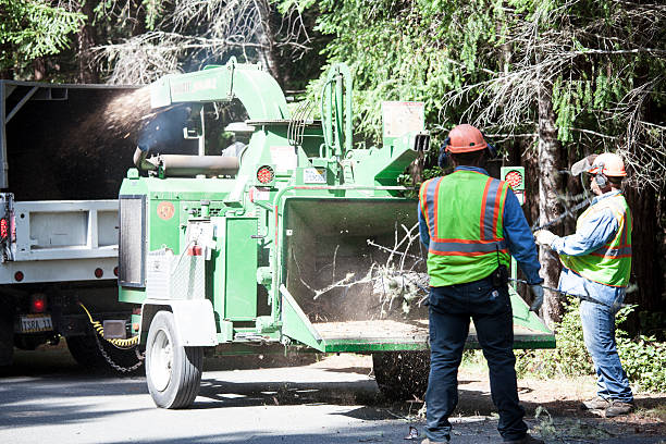 Best Stump Grinding and Removal  in Hampton, AR