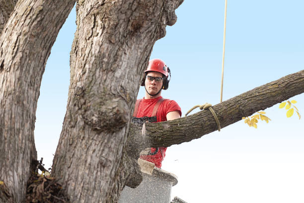 Best Tree Risk Assessment  in Hampton, AR